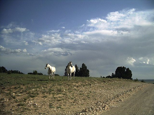 openrange.jpg