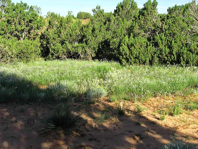 wildflowers.jpg